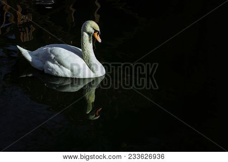 Beautiful White Swan Swims Along The Lake