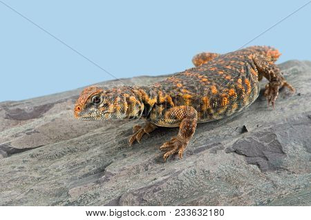 Saharan Spiny Tailed Lizard (Uromastyx geyri) basking on a rock