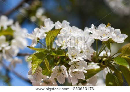 Cherry Blossoms With Nice Background Color For Adv Or Others Purpose Use