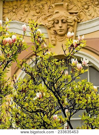 Flowering Tree On The Background Of A Beautiful Facade.