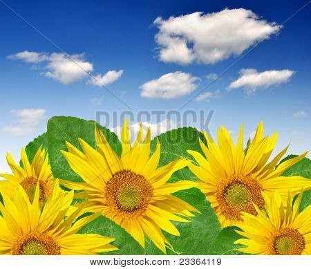 Letní slunce nad polem slunečnice