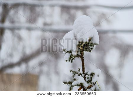 Snow Cap On The Top Of The Spruce 2018