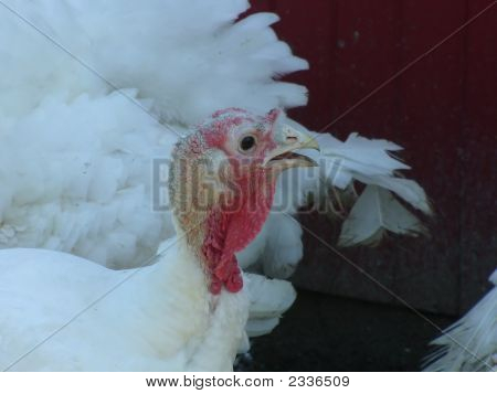 Turkeyhead