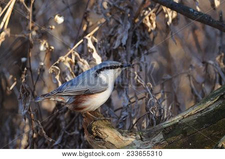 Wood Nuthatch (sitta Europaea) Sits On A Log Against The Background Of A Dry Grass (sun Reflect In E
