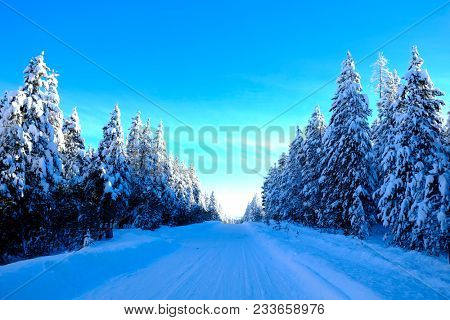 Winter scene of snowy forest pine trees with shunshine and blue sky