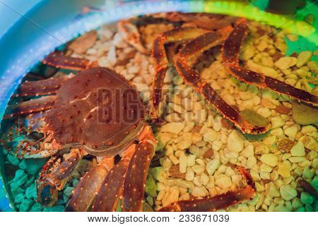 Haired Red King Crab Holding A Clam