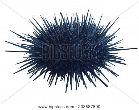 Sea urchin Strongylocentrotus nudus isolated on white background
