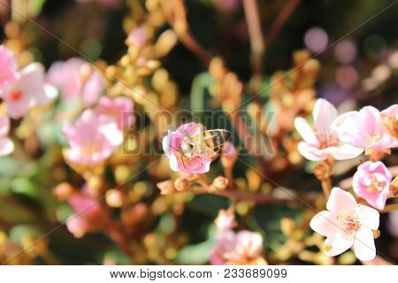 Bee Taking The Honey From A Flower Of The Garden
