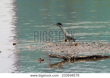 A Small Wild Bird With A Tuft On Its Head Stands Near The Swampy Waters