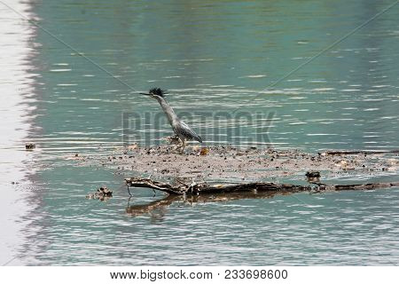 A Small Wild Bird With A Tuft On Its Head Stands Near The Swampy Waters