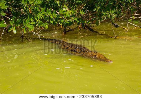 Crocodile Swims In The Muddy River. Rio Lagartos, Yucatan, Mexico