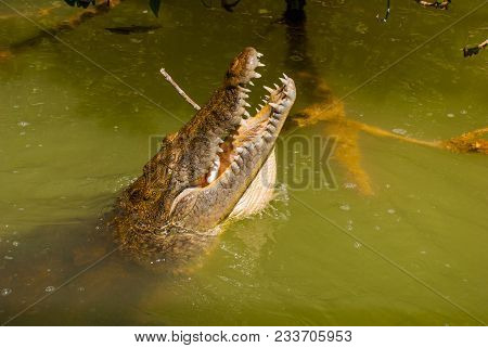Crocodile With Open Mouth, Stuck My Head Out Of The Muddy River. Rio Lagartos, Yucatan, Mexico.