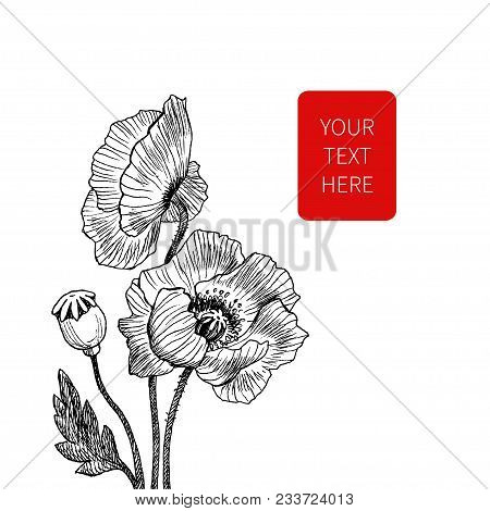 Vector Line Art With Poppies. Black Wall Art. Monochrome Floral Background Wallpaper. Flower Ornamen