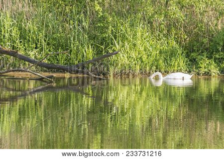 A Swan With Head Under Water On The River Naab Near Regensburg