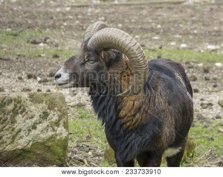 Closeup Of An Mouflon In A Park
