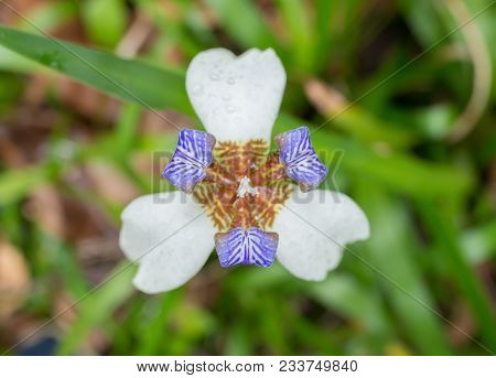 Beautiful Iris Germanica Close Up Horizontal Composition