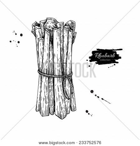 Rhubarb Bunch Vector Drawing. Isolated Hand Drawn Object. Vegetable Engraved Style Illustration. Det