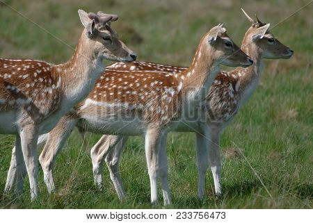 Three Fallow Deer Looking At Something In The Distance