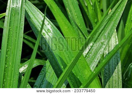 Beautiful Water Drop Of Rain Water On A Green Leaf.drops Of Dew In The Morning Glow In The Sun Light