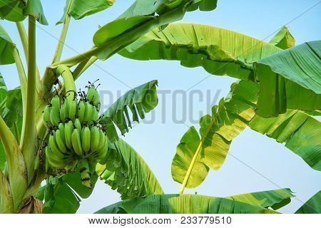 Banana Tree Plantation With Bunch Of Growing Organic Raw Bananas And Green Leaves In Blue Sky Backgr