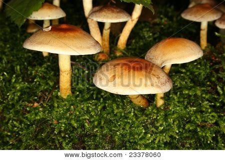 Síra střapec (Hypholoma fasciculare)