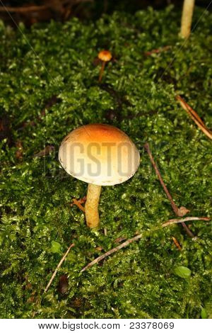 Síra střapec (Hypholoma fasciculare)