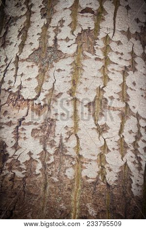 Tree, Bark Tree, Texture, Background, Base, Wooden
