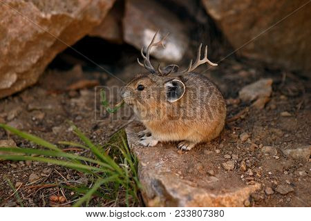 Monatana Mouse With Antlers On Its Head