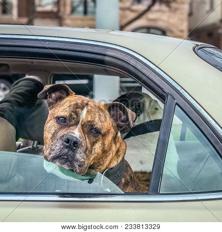Serious Dog With Head Out Window In Moving Car Brooklyn Ny Us
