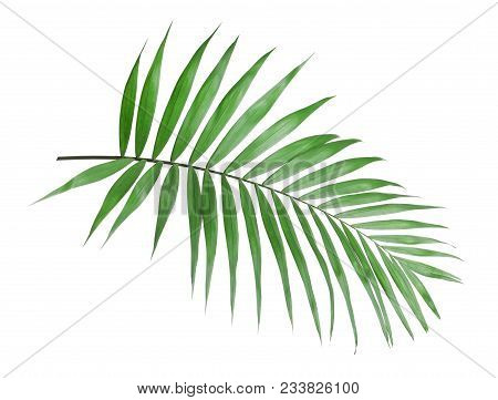Tropical Howea Palm Tree Leaves Isolated On White