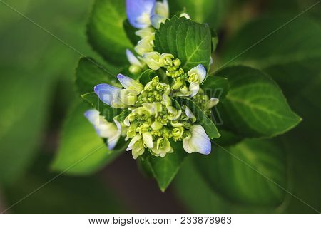 A Young French Hydrangea Plant That Was Shot During Daytime. This Plant Is A Species Of Flowering Pl