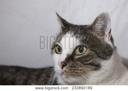 Detailed Cat With Beautiful Eyes In A White Background Composition