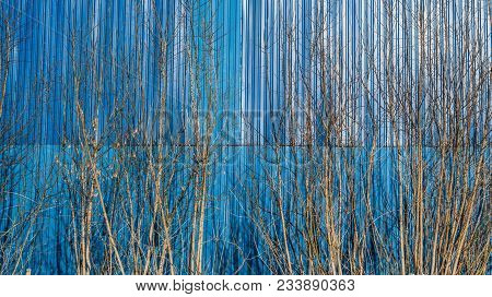 High, Solid, Blue, Metal, Unapproachable Fence With Small Trees Without Leaves, Standing Nearby
