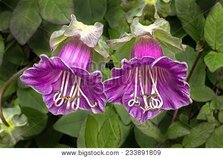 Cobaea Is A Genus Of Flowering Plants Including About 20 Species Of Rapid Growing, Ornamental Climbe