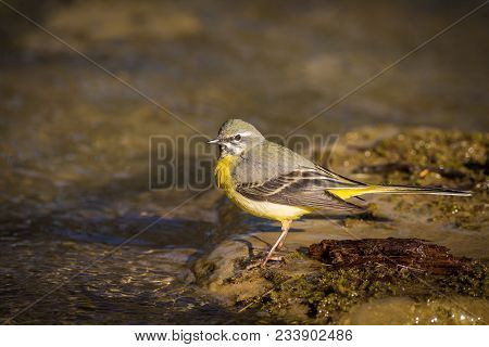 The Grey Wagtail Is More Colourful Than Its Name Suggests With Slate Grey Upper Parts And Distinctiv