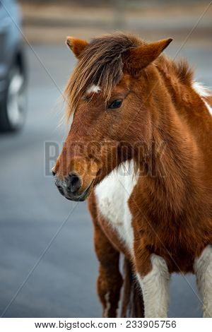 View Of An Assateague Wild Horse In Maryland.