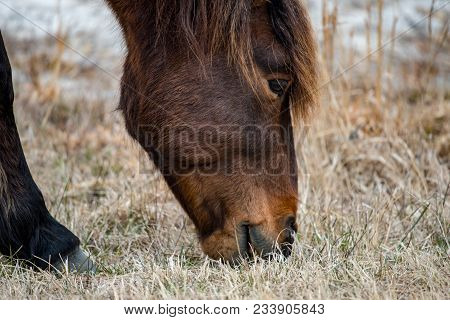 View Of An Assateague Wild Horse In Maryland.