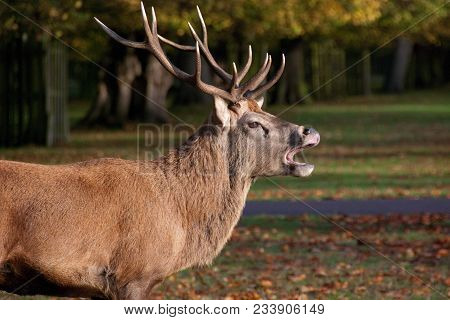 Red Deer Stag Roaring And Chasing Another Stag