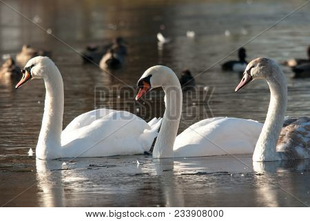 Two Adult Swans And Fully Grown Offspring Swimming Together
