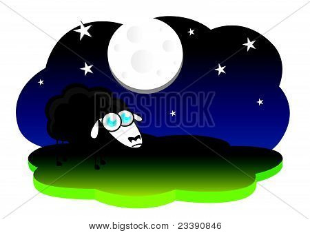 Lonely black sheep