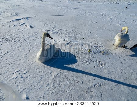 Freezing On The Ice Of The Riga Bay Swans In The Winter Of 2018.