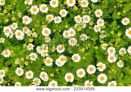 Flowers Feverfew (tanacetum Parthenium) In Garden, Top View