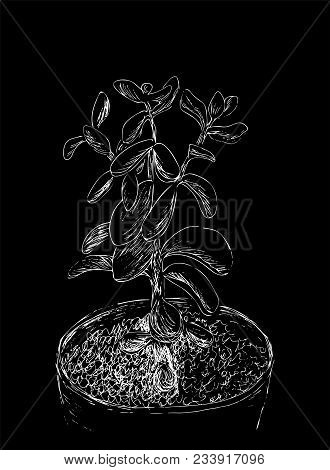 Hand Drawn Sketch Of Succulent. House Plant Crassula Ovata, Jade Plant. Vector Illustration Of Money