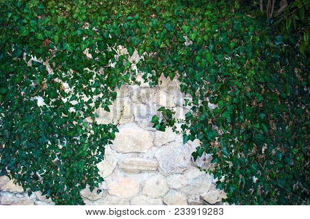 Background Wall Texture Grey Stone Large Blocks Of Stones. Ornamental Ivy Plant On The Plane