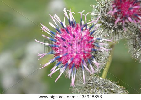 Wild Thistle With A Blooming Pink Flower On A Green Blurred Background.