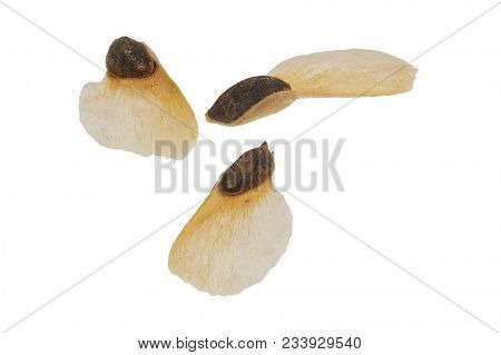 Spruce Seeds On A White Background