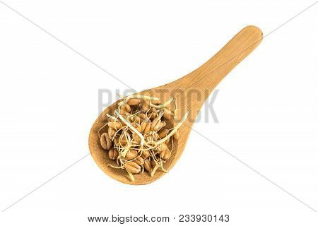Fresh Germinated Wheat Seeds In Wooden Spoon Isolated On White Background. Source Of Vitamins And Mi