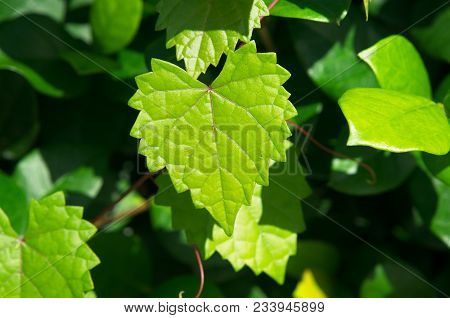 Heart Shaped Leaves On The Bush In Summer