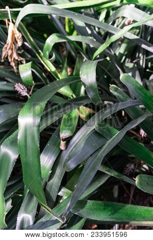 Green Spikey Leaves Of Aechmea Miniata Bromeliaceae From Brasil