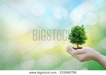 Ecology Concept Human Hands Holding Big Plant Tree With On Blurred Sunset Background World Environme